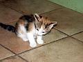 caramel 06-04 026